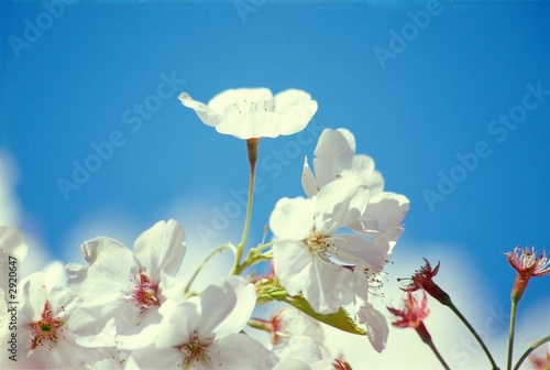 cherry blossoms