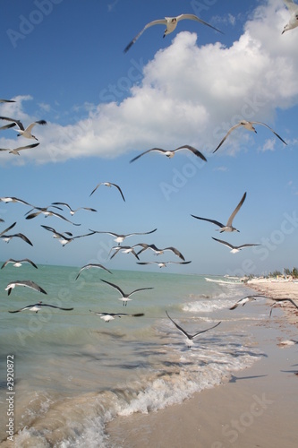 vol d'oiseaux