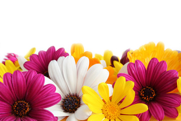 spring daisy border