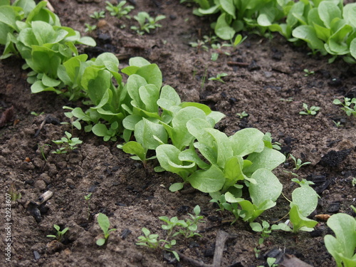 green sprouts photo