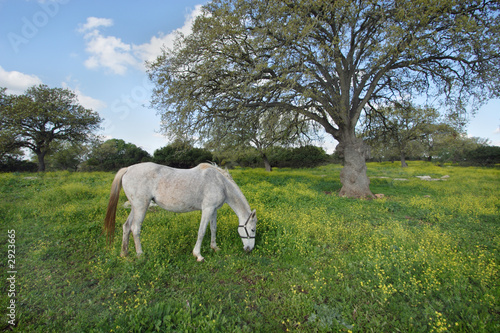 grey horse on the meadow