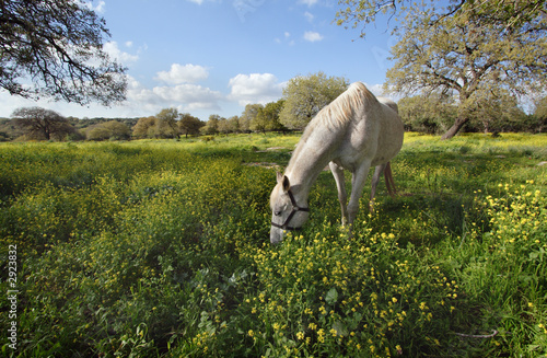 gray horse on the green field
