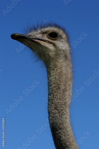 ostrich head  close up against blue sky