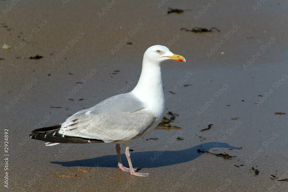 mouette mouette
