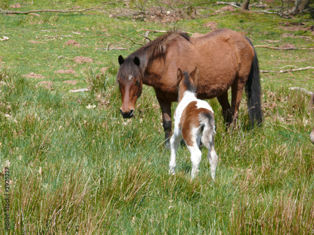 Fototapeta premium pottok