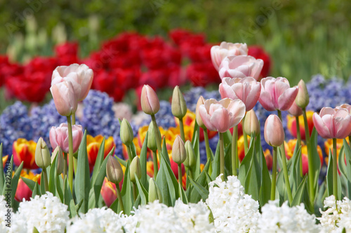 colorful flower garden in spring