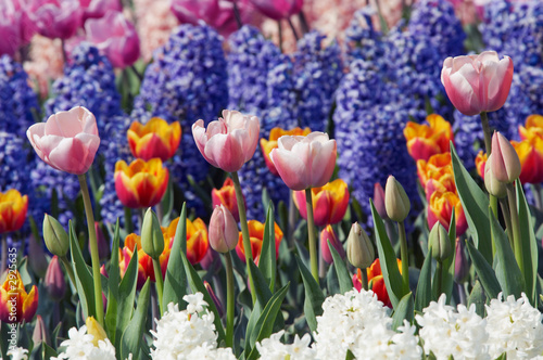 colorful flower garden in spring