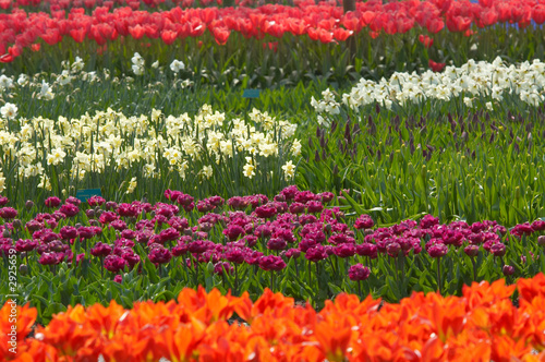 Wallpaper Mural colorful flower garden in spring Torontodigital.ca