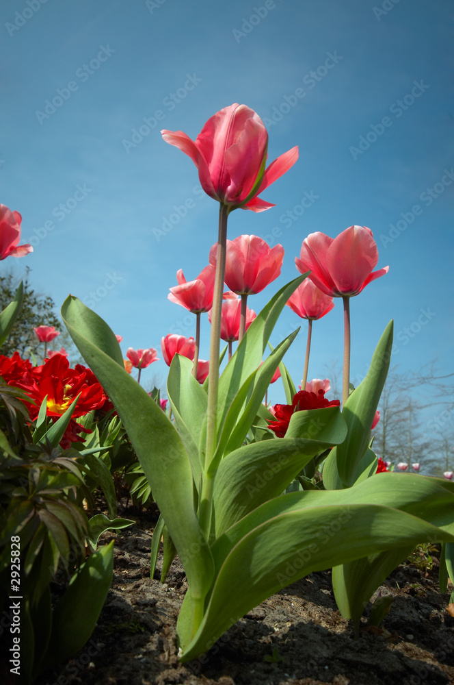 Fototapeta premium colorful flower garden in spring