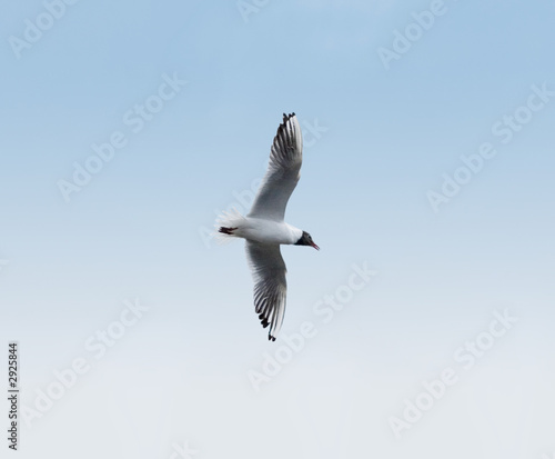 bird aero aerobatics