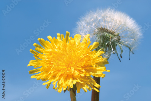 yellow and white dandelion