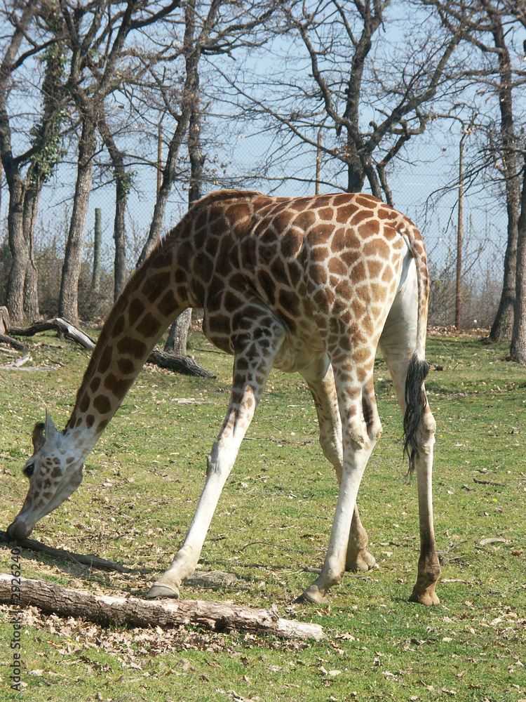 Obraz premium une girafe