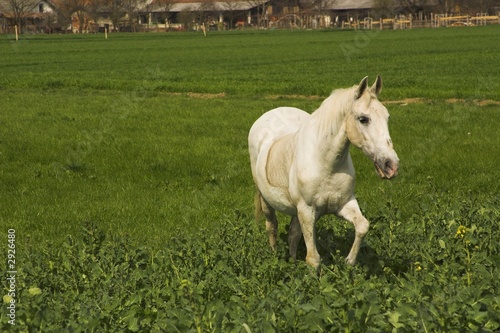 white stallion