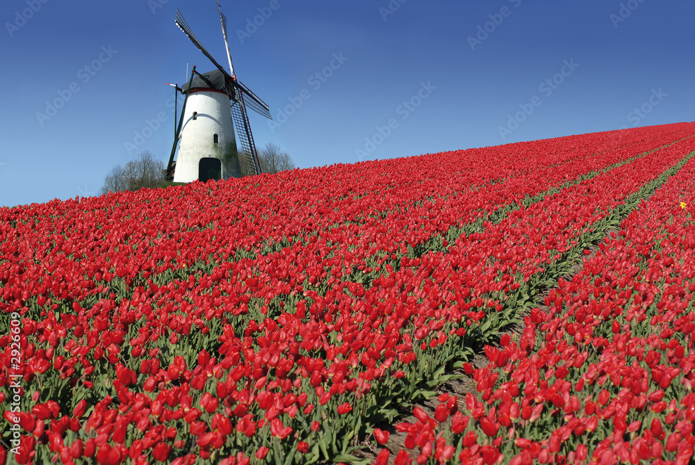 dutch mill and red tulips