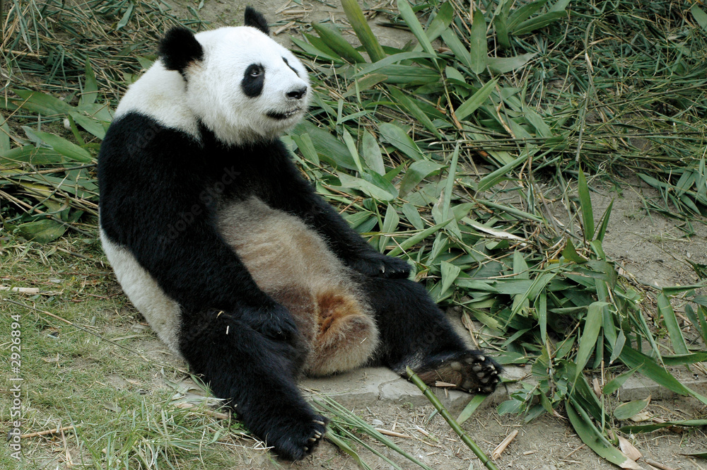 Fototapeta premium giant panda