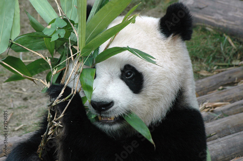 Fototapeta Naklejka Na Ścianę i Meble -  giant panda