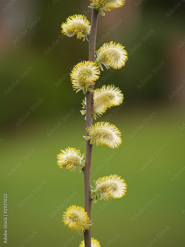 Obraz premium willow