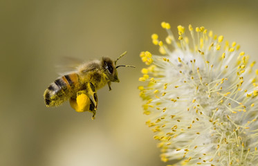Acrylglasbilder Biene Biene sammelt Pollen aus Blüte  © Dave Massey