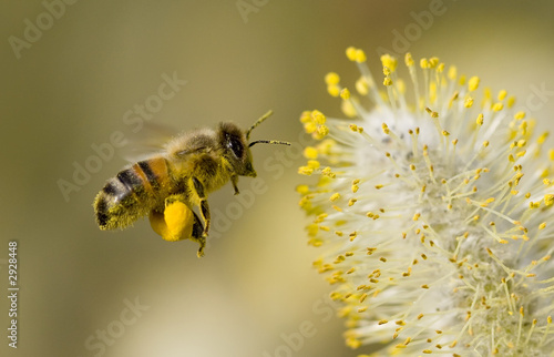 Fototapet bee collecting pollen