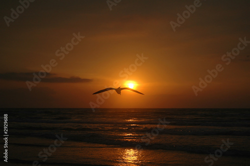 seagull sunrise
