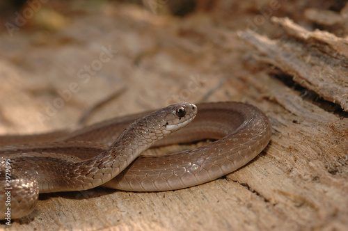 midland brown snake