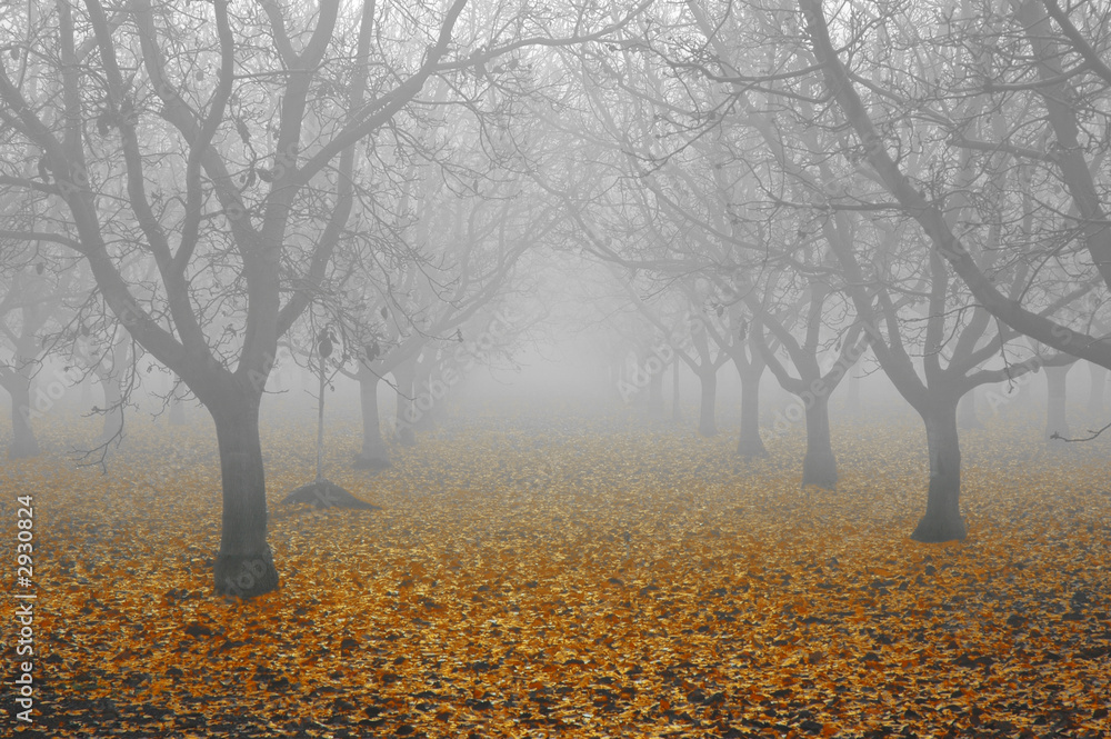 walnut grove in fog