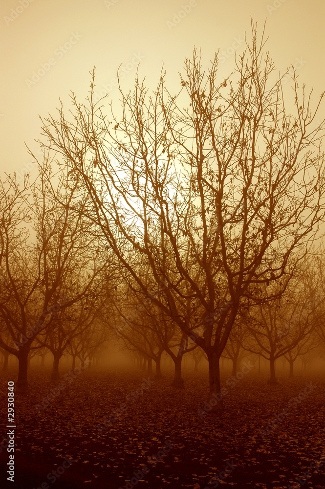 sepia tone sunrise and bare walnut trees sepia tone sunrise and bare walnut trees