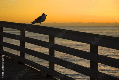 seagull during sunset