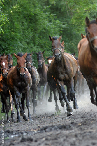 horses