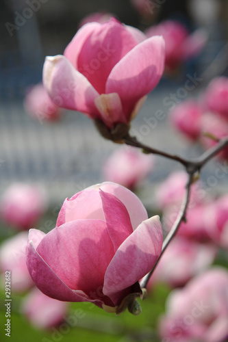 magnolia