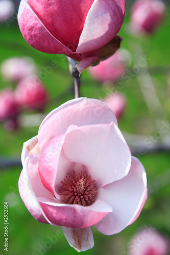 magnolia