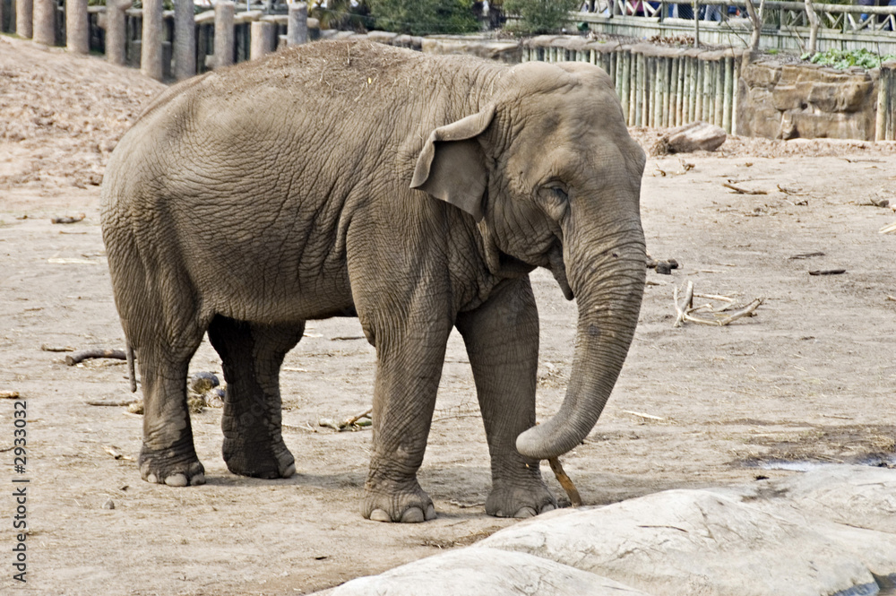 Naklejka premium indian elephant