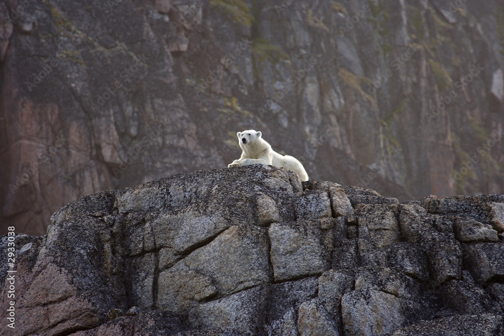 Fototapeta premium polar bears