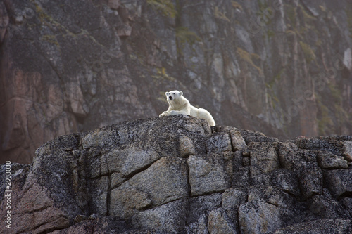 polar bears