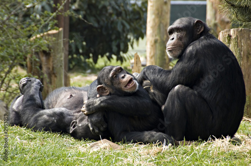 monkey business