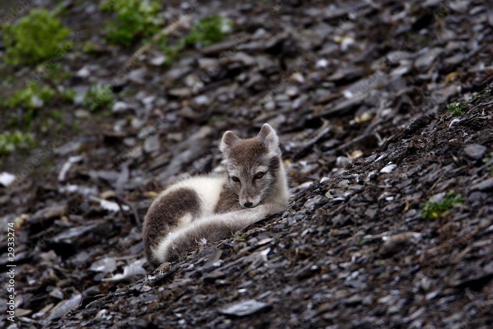 arctic fox arctic fox