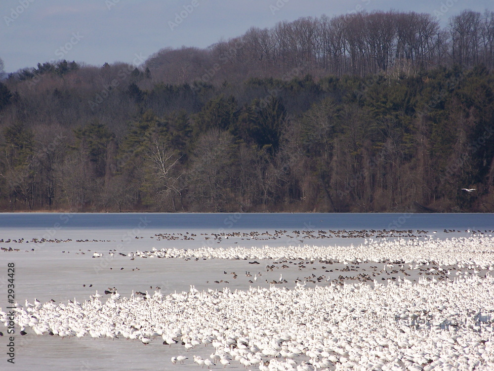 snow geese flock