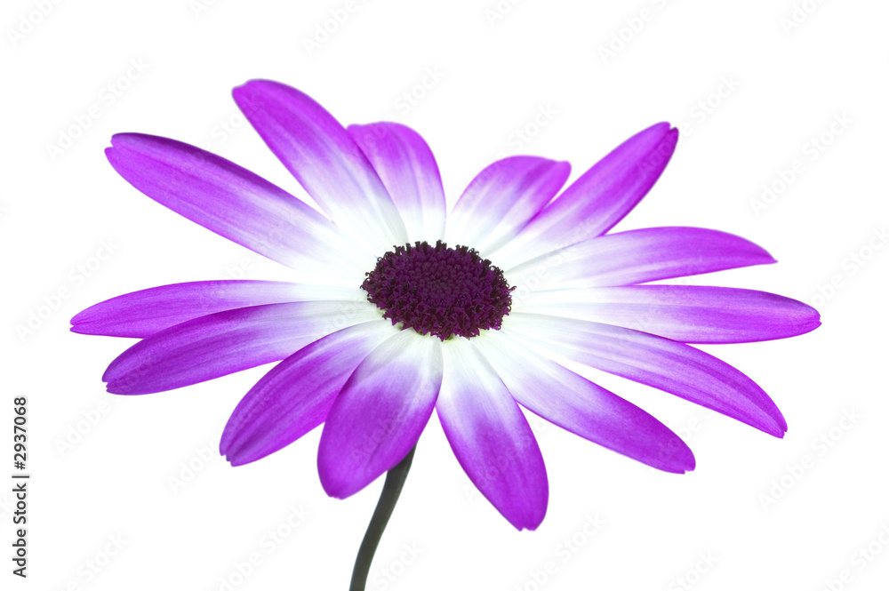 Obraz premium senetti magenta high key