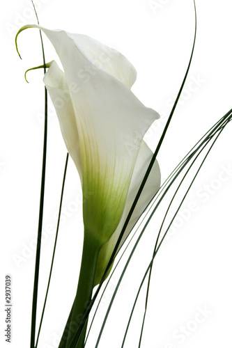 arum