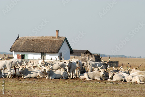 gray cattle