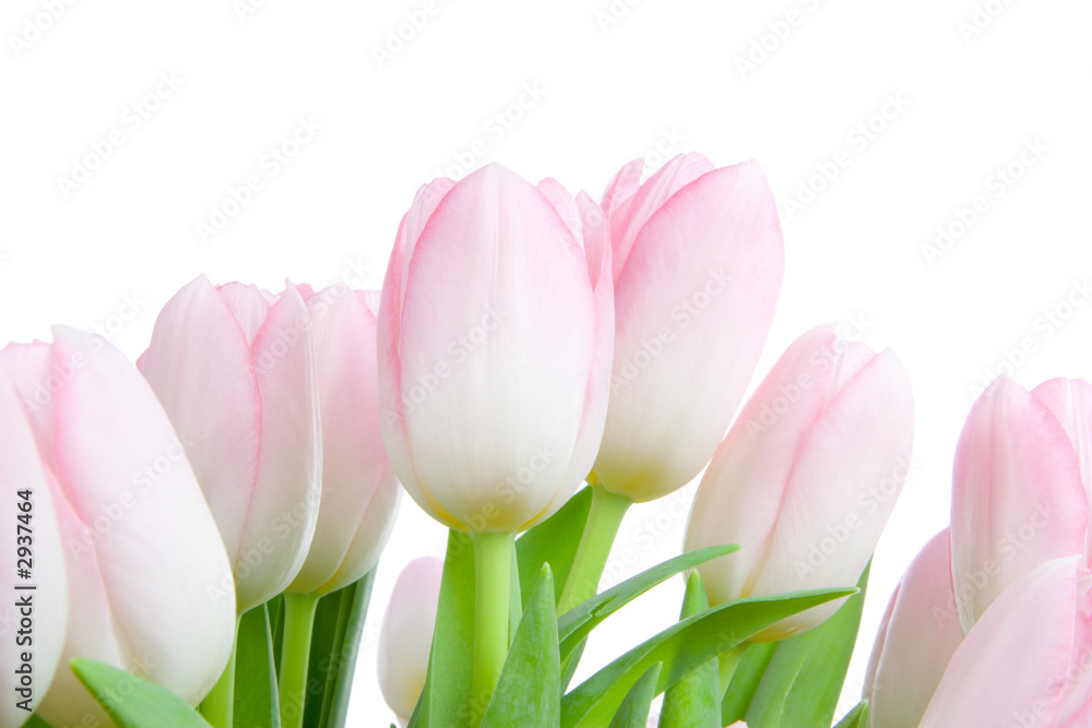 Fototapeta premium bukiet tulipanów