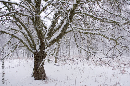 snow tree photo