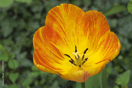 striped tulip