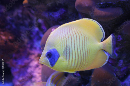 tropical fish