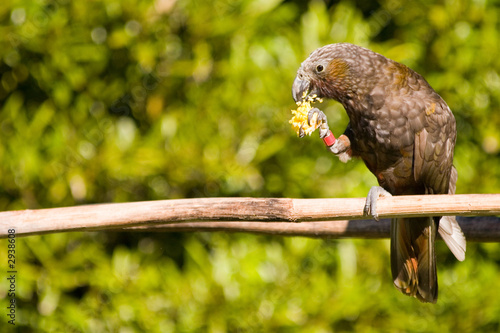 kaka feeding 02 photo