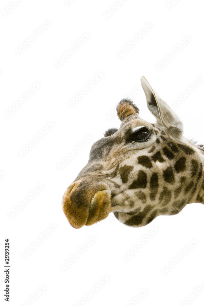 giraffe head