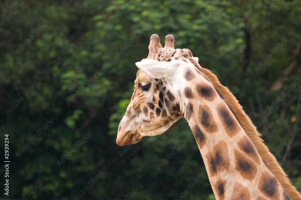 giraffe giraffe
