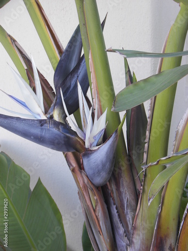 bird of paradise