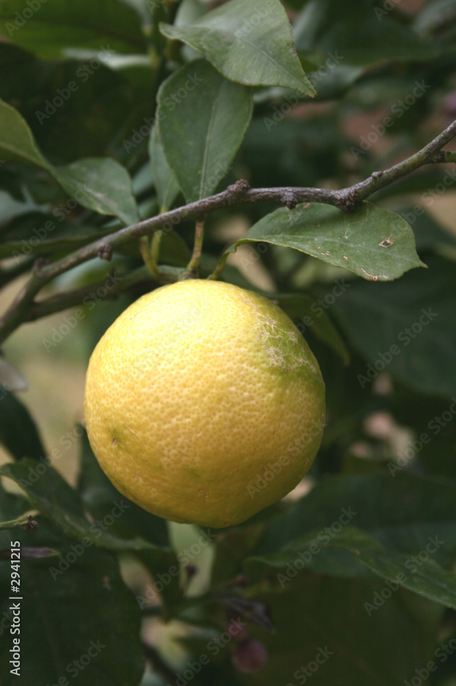 citron jaune mûr sur arbre citronnier