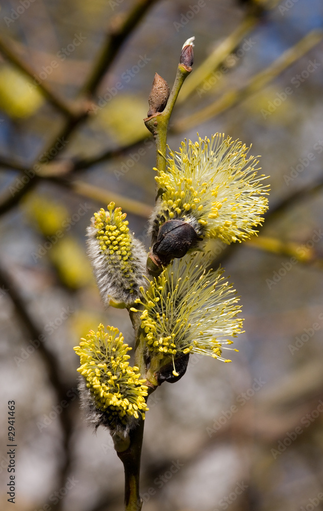 Fototapeta premium golden spring